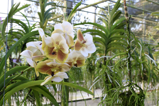 Orchid