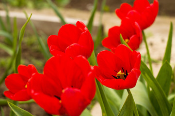 Fototapeta premium Red tulips close up