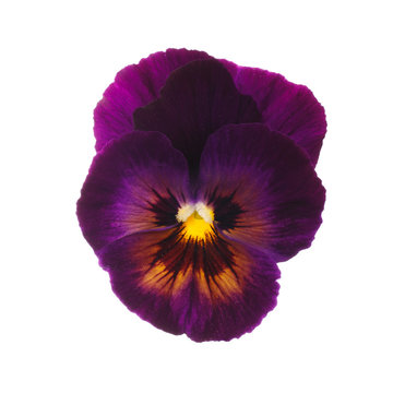 Purple Pansy