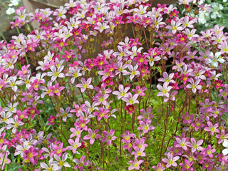 Fototapeta premium Moossteinbrech - Saxifraga bryoides