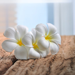 white plumeria flowers on wood