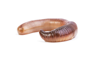 Earthworm