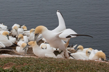 Basstölpel bei der Fortpflanzung