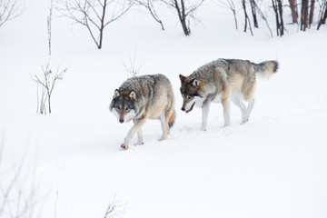 Naklejka premium Two wolves walking in the snow