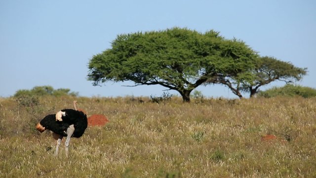 Male ostrich in grassland with trees against a blue sky