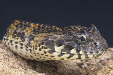Rough scaled death adder / Acanthophis rugosus