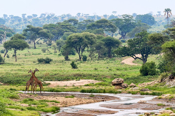 Naklejka premium Tansania-Giraffe-11748