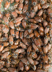 cockchafer chafer bunch