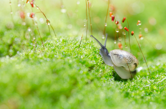 Snails and moss