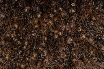 Brown carpet