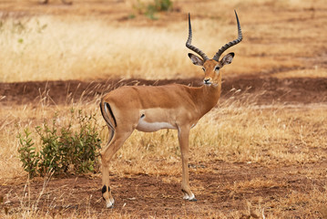 Male of Impala, orizontally in Tanzania