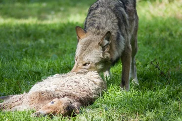Deurstickers Jagender Wolf © Nicolette Wollentin