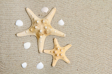 Fototapeta na wymiar background of shell on the sand