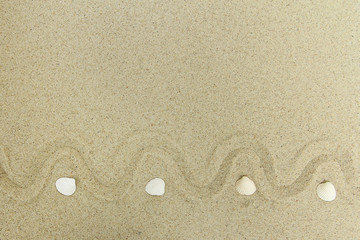 background of shell on the sand