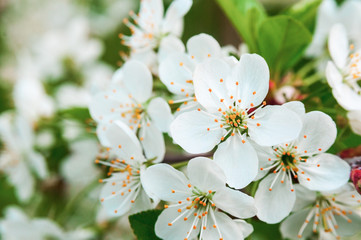 Cherry flowers on the branch