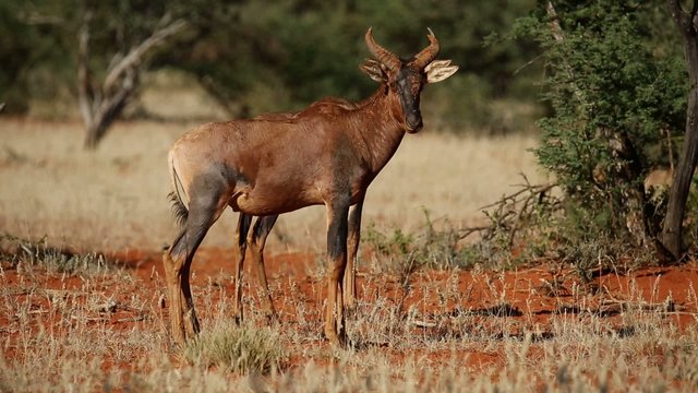 Two tsessebe antelopes in natural habitat, South Africa