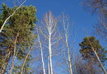 Obraz premium .White birches in the blue sky