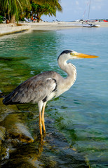 Grey Heron