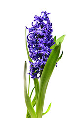 Colourful Hyacinth isolated on white