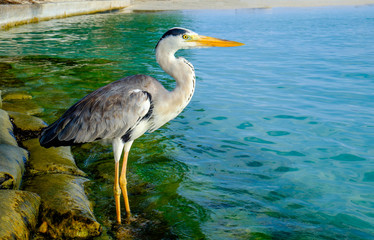 Grey Heron