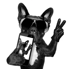 Papier Peint photo Chien fou selfie dog