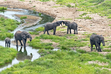 Tansania-Elefant-11867