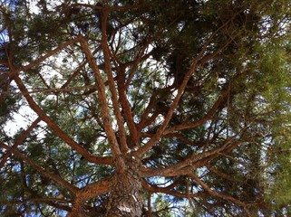 albero marittimo