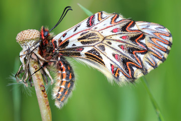 Fototapeta na wymiar Butterfly (Zerynthia polyxena) on spring meadow. Macro