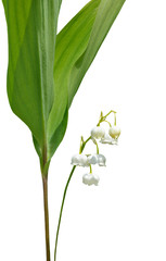 Fototapeta premium Flowers of May lily 12