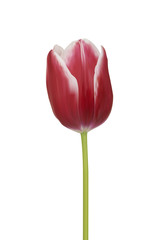 Pink tulips. Vector illustration. Isolated on white