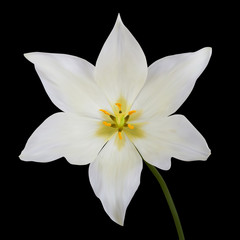 White tulips. Vector illustration. Isolated on black