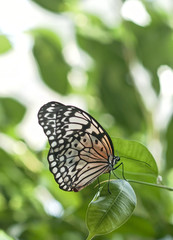 Schmetterling auf Blatt
