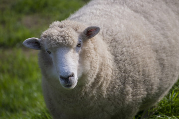 Naklejka na ściany i meble Owce szczęśliwy Wooley