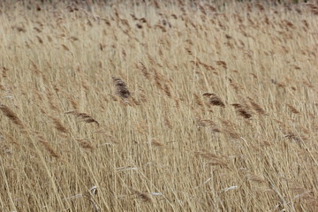 Reed at the river Ryck in Mecklenburg-Vorpommern, Germany