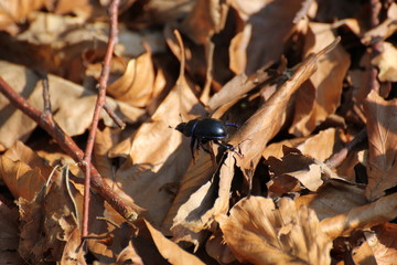 Dung beetle on brown leaves in a forest near Greifswald, Mecklenburg-Vorpommern, Germany