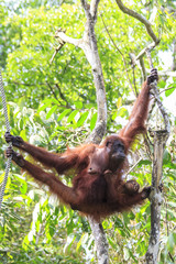Orangutans: Mother and baby