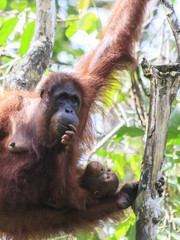 Orangutans: Mother and baby