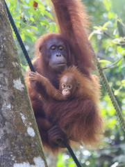 Orangutans: Mother and baby