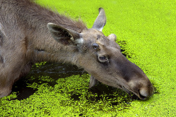 Elk