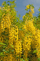 Bohnenbaum - Laburnum