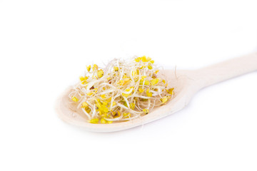 sprouts on a wooden spoon
