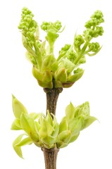 Obraz premium Blossoming buds