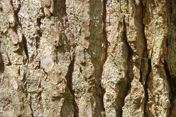 Pine bark