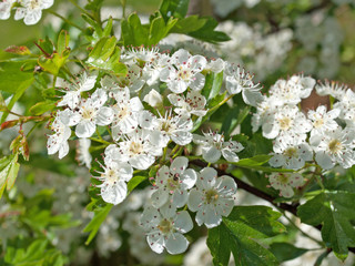 Weißdorn - Crataegus