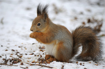 Naklejka na ściany i meble Red squirrel eating pine nuts