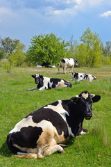 The herd of cows on a spring pasture, Kyiv region