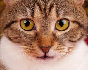 Fototapeta premium Adult tabby