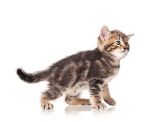 Cute kitten