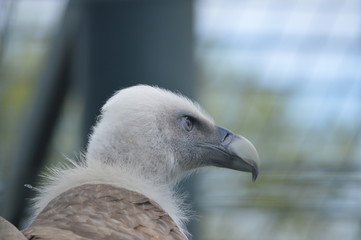 Gänsegeier