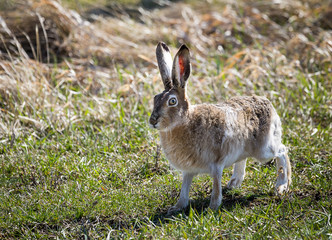 Jackrabbit